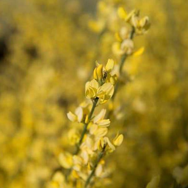 Ginsterpflanze mit gelben Blüten