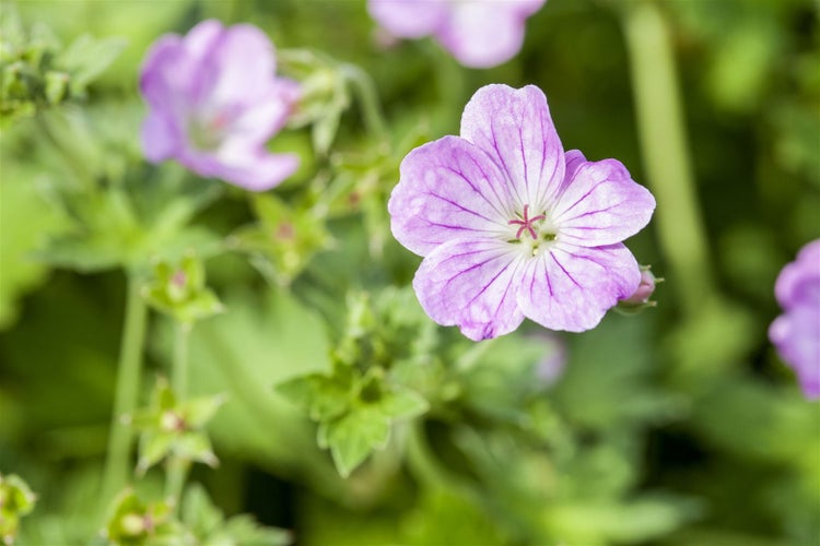 Geranium endressii, Storchschnabel, rosa Blüten, ca. 9x9 cm Topf