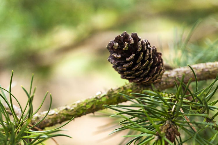 Pinus banksiana, Kiefer, 60–80 cm
