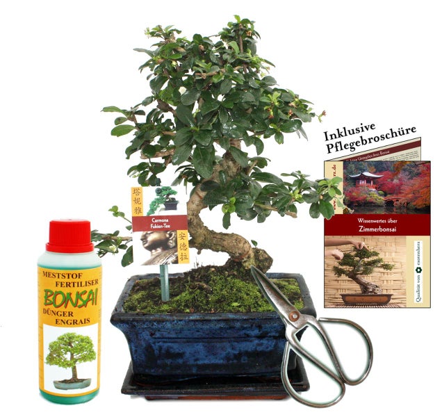 Geschenkset Bonsai Carmona - Fukientee - ca. 8 Jahre alt - Anfänger-Set