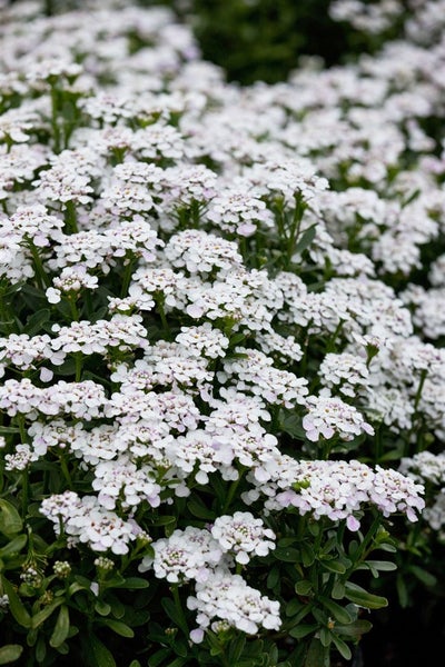Iberis sempervirens 'Masterpiece', Schleifenblume, weiß, ca. 9x9 cm Topf