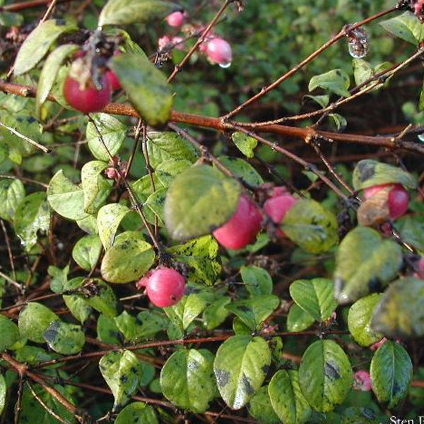 Schneebeerenstrauch mit Blättern und Beeren