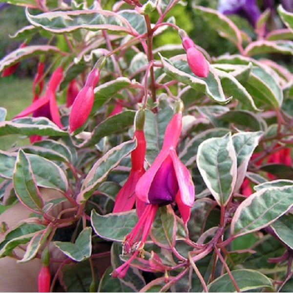 Fuchsienblüte mit grün-weiß panaschierten Blättern