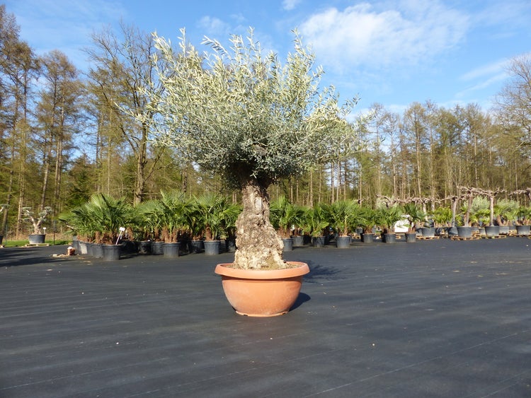 Großer Olivenbaum Olea europaea mit knorriger Rinde in einem terrakottafarbenen Topf in einer hellen Gartenanlage mit Palmen.