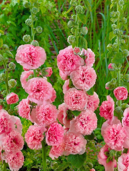 Alcea rosea 'Pleniflora Chaters', Stockrose, lachsrosa, ca. 9x9 cm Topf