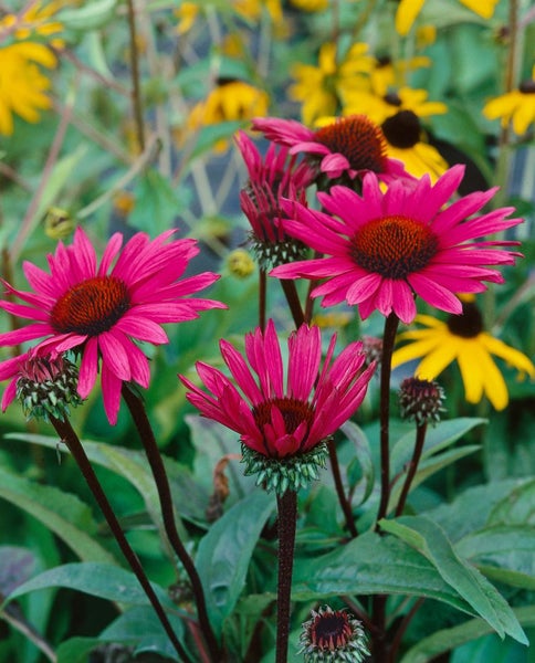 Echinacea purpurea 'Fatal Attraction', Sonnenhut, purpur, ca. 11x11 cm Topf