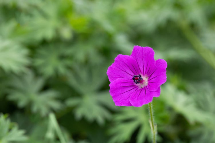 Geranium sanguineum 'Tiny Monster', Storchschnabel, ca. 9x9 cm Topf