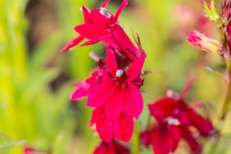 Lobelia x speciosa 'Fan Burgundy', burgunderrot, ca. 9x9 cm Topf