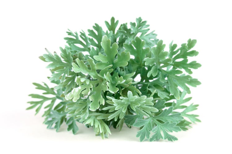 Artemisia absinthium, Wermut, silbrig-grün, ca. 9x9 cm Topf
