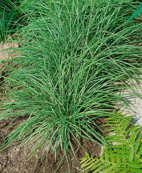 Carex ornithopoda 'Variegata', buntlaubig, ca. 9x9 cm Topf