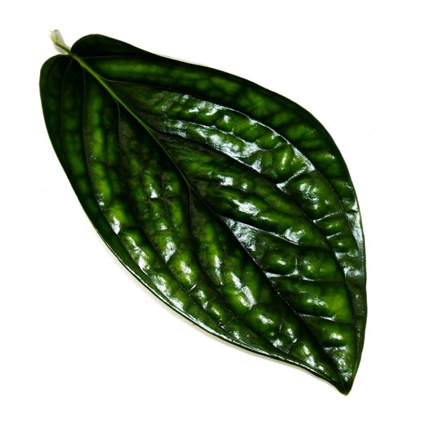Epipremnum pinnatum Marble Planet - grüne Struktur-Efeutute - 12cm Topf