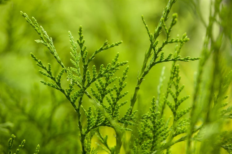 Thuja plicata 'Excelsa', Riesen-Lebensbaum, 60–80 cm