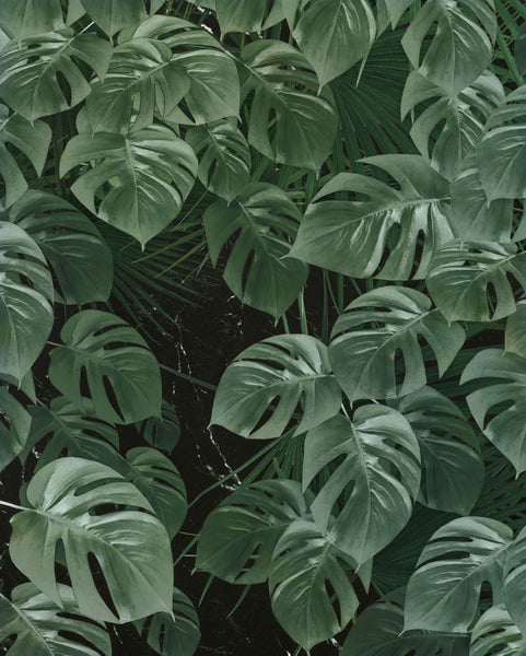 Monstera-Blätter und Palmenblätter im tropischen Stil