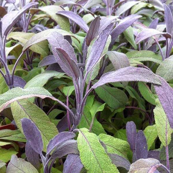 Nahaufnahme von Salbeipflanzen mit grünen und violetten Blättern.
