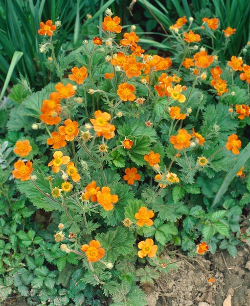 Geum coccineum 'Borisii', Nelkenwurz, leuchtend orange, ca. 9x9 cm Topf