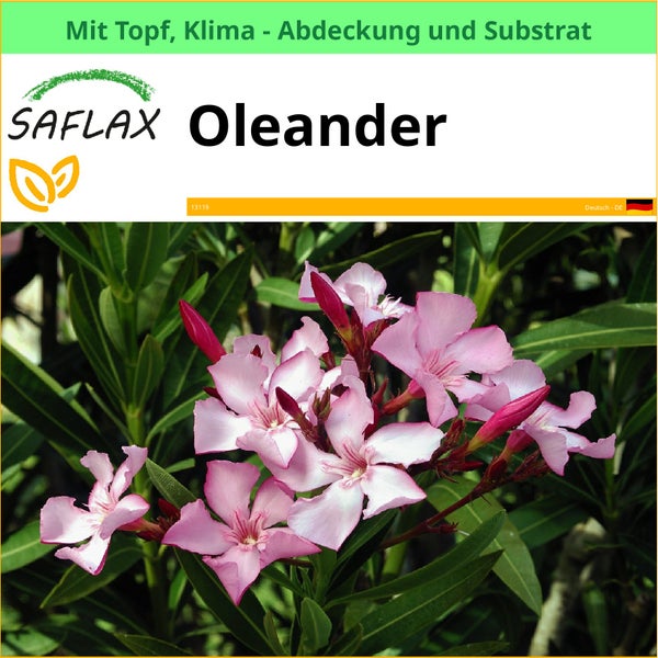 Saflax Oleander im Topf mit Klima Abdeckung und Substrat