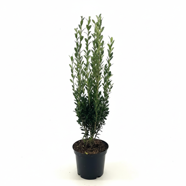 Buchsbaum im Topf für den Garten