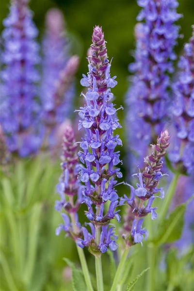 Salvia nemorosa 'Blauhügel', Steppensalbei, blau, ca. 9x9 cm Topf