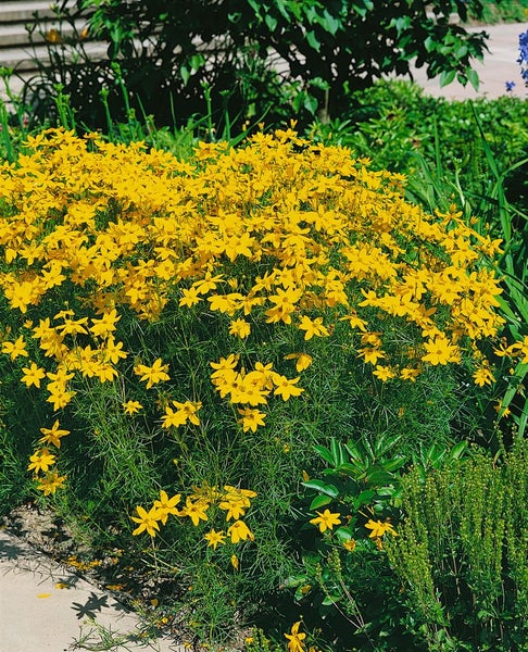 Coreopsis verticillata 'Grandiflora', Mädchenauge, gelb, ca. 9x9 cm Topf