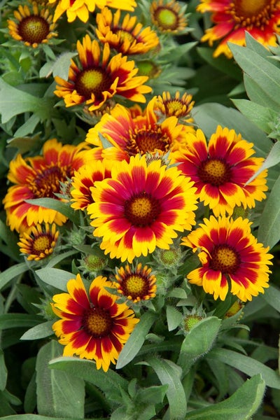 Gruppe von Kokardenblumen im Garten