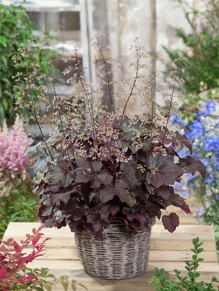 Heuchera micrantha 'Molly Bush', Purpurglöckchen, grün, ca. 11x11 cm Topf