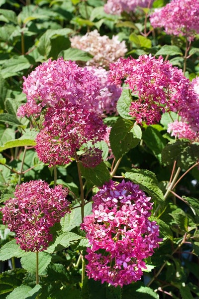 Nahaufnahme von rosa Hortensienblüten mit grünen Blättern