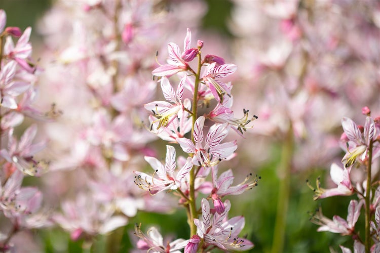 Nahaufnahme einer Diptam Pflanze mit zarten Blüten.