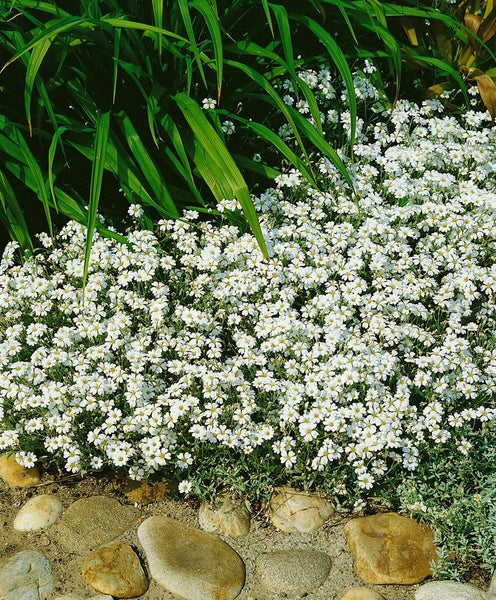 Cerastium tomentosum, Silberteppich, weiß, ca. 9x9 cm Topf