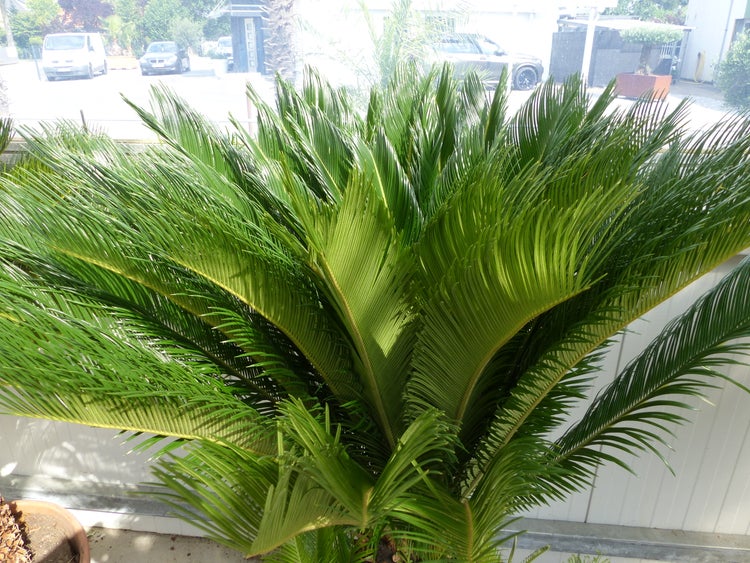 Mega Palmfarn 140 - 160 cm Cycas Revoluta | bis 90 cm Stammumfang | Sagopalme Palme | innen + außen