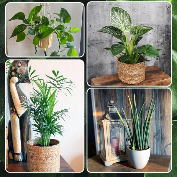 6er Zimmerpflanzen Set – Bergpalme, Efeutute, Monstera, Bogenhanf, Glücksfeder – pflegeleicht, luftreinigend – Höhe 20–70 cm, Töpfe 10,5–17 cm