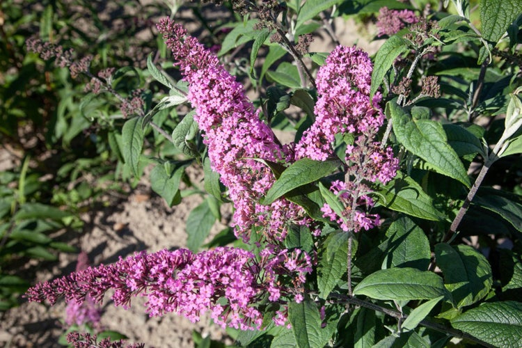 Buddleja davidii 'Pink Delight', Schmetterlingsflieder, rosa, 80–100 cm