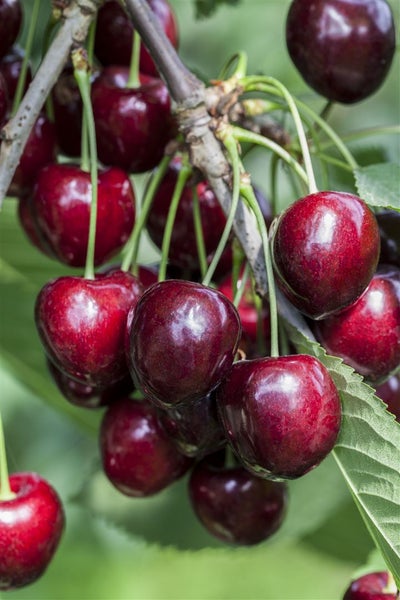 Prunus avium 'Kordia' -R-, Süßkirsche, 150–200 cm