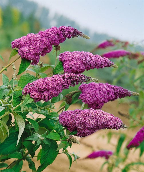 Buddleja davidii 'Ile de France', Schmetterlingsflieder, 60–100 cm