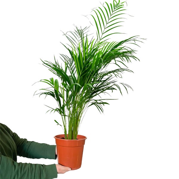 Goldfruchtpalme 110-120 cm Arecapalme Dypsis Lutescens Echte Pflanze, ø 21 cm Topf- Große Luftreinigende Zimmerpflanze, Pflegeleicht