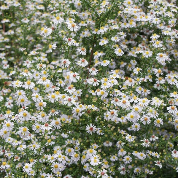 Nahaufnahme einer weiß blühenden Raublatt-Aster