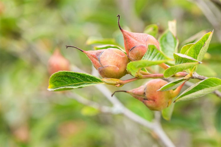 Stewartia pseudocamellia, Japanische Scheinkamelie, 125–150 cm