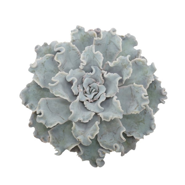 Gekräuseltes Rosetten-Dickblatt - Echeveria Crispy Beauty - pflegeleichte Sukkulente - 12cm Topf