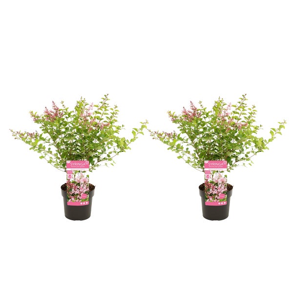 Zwei Syringa-Fliederpflanzen in schwarzen Töpfen mit grünen Blättern und rosa Blüten.