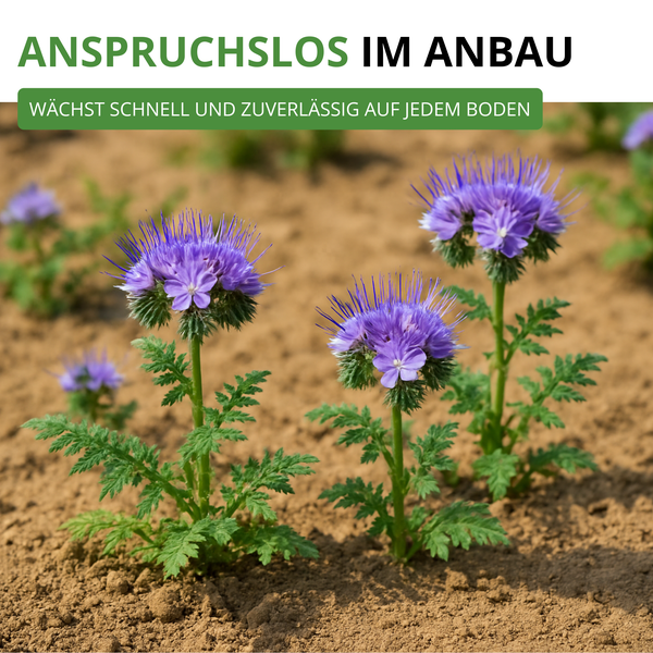 Phacelia Pflanzen auf Boden mit Info: Anspruchslos im Anbau, wächst schnell und zuverlässig auf jedem Boden.