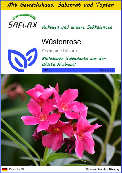 SAFLAX Anzucht Set - Wüstenrose - Adenium obesum - 8 Samen - Mit Mini-Gewächshaus, Anzuchtsubstrat und 2 Töpfen