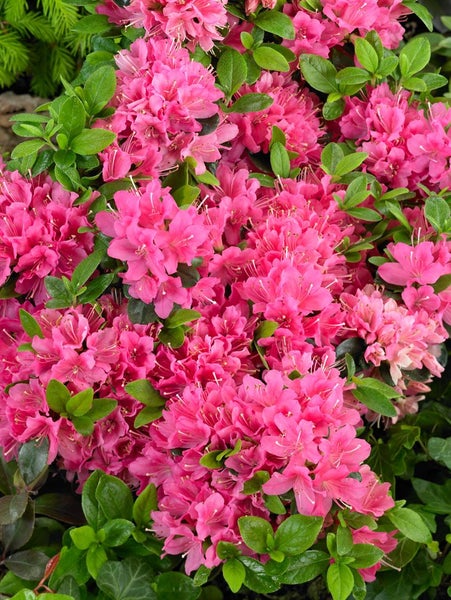 Nahaufnahme einer Azalee mit rosa Blüten