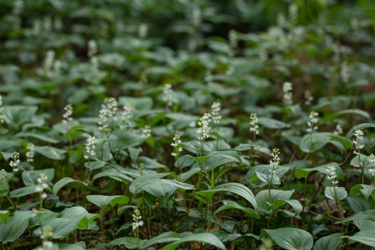 Maianthemum bifolium, Zweiblättriges Schattenblümchen, ca. 9x9 cm Topf