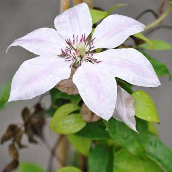 Nahaufnahme einer blühenden Clematis