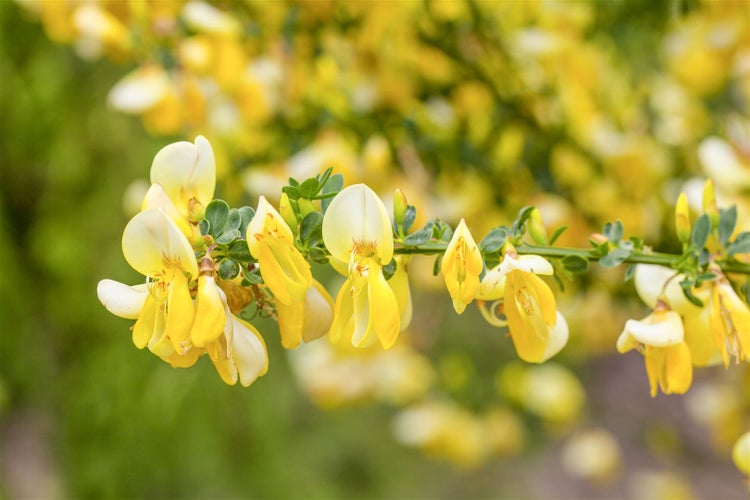 Cytisus scoparius 'Luna', Besenginster, leuchtend gelb, 40–60 cm