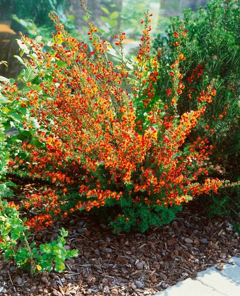 Cytisus scoparius 'Lena', Besenginster, gelb-orange, 30–40 cm