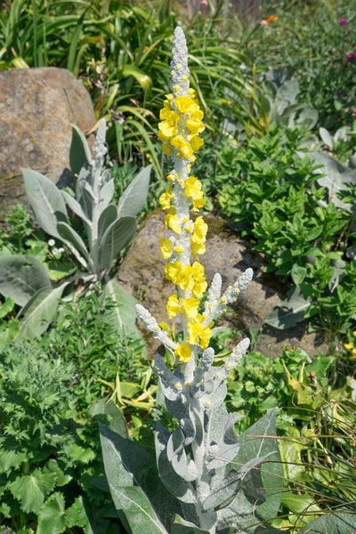 Verbascum bombyciferum, Silber-Königskerze, silbergrau, ca. 9x9 cm Topf