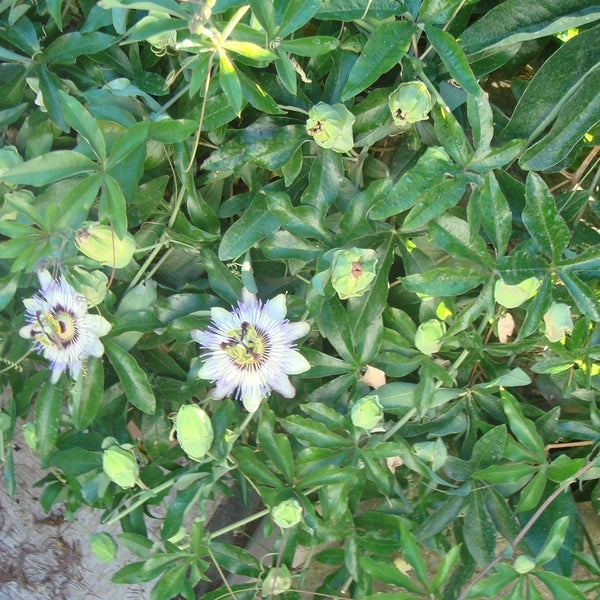 Passionsblume mit grünen Blättern und Blütenknospen