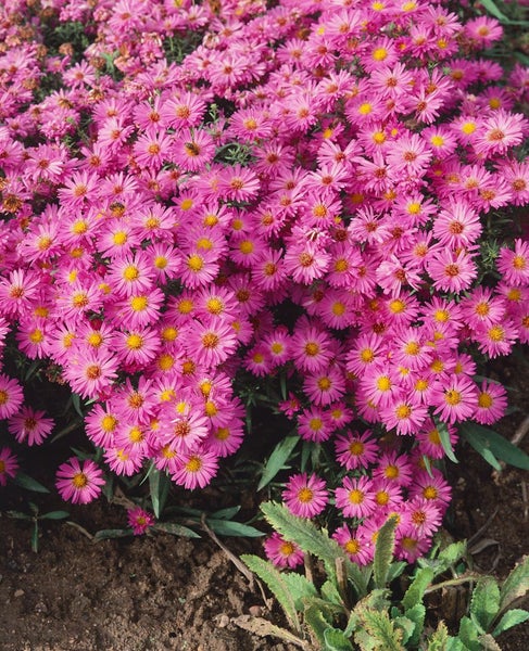 Aster dumosus 'Heinz Richard', Kissen-Aster, violett, ca. 9x9 cm Topf