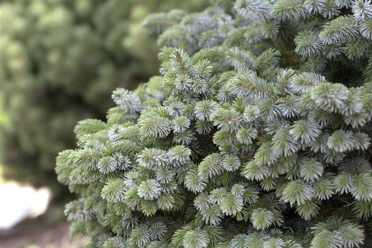 Picea sitchensis 'Silberzwerg', Sitka-Fichte, silbrig, 25–30 cm