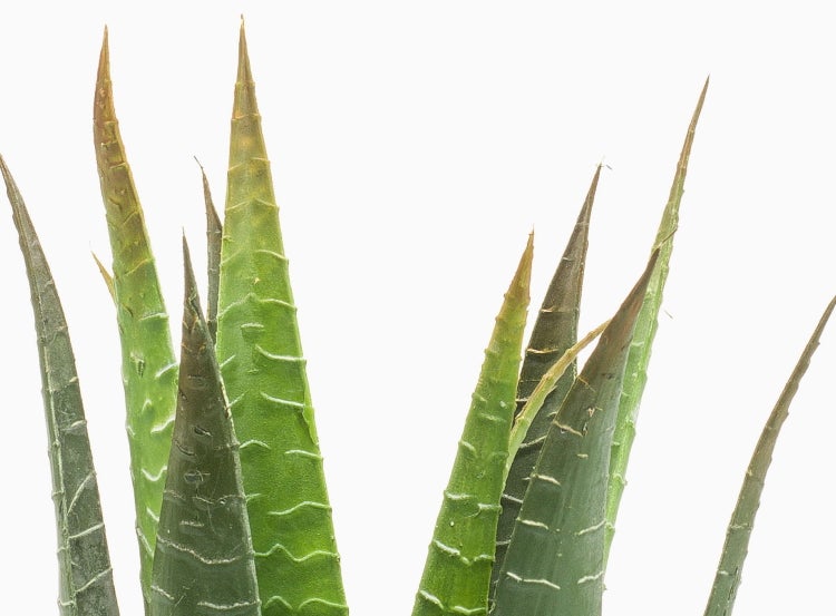 Nahaufnahme einer Sansevieria mit spitzen grünen Blättern und hellen Querstreifen.